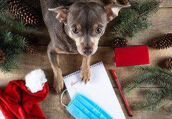 Letter to Santa dog. Dear Santa. Letter to Santa Claus. Santa Claus Wish List. Believe in miracles. Chihuahua. The dog looks into the camera. Copy space