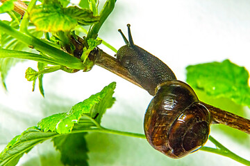 The snail parasitizes on the currant bush in the garden