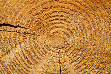 Fototapeta premium cut of a tree, rings of a tree trunk in a cut, close-up