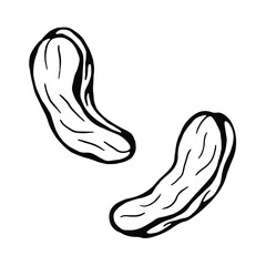 Hand drawn vector of cashews isolated on white.  Sketch for festive design and holiday decoration.