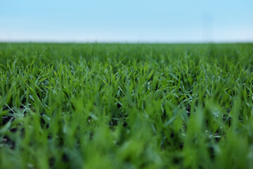 Beautiful view of fresh green grass outdoors, closeup