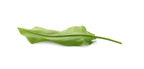 Fresh green single sorrel leaf isolated on white