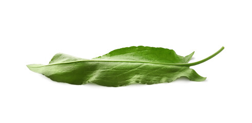 Fototapeta na wymiar Fresh green single sorrel leaf isolated on white