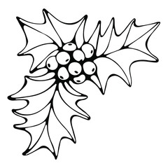 Hand drawn black and white vector of Ilex or holly isolated on white. Festive elements for your design.