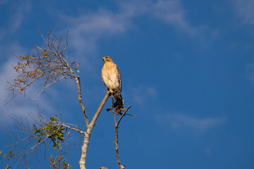 A sharp shinned hawk perched on top of a tree with deep blue sky and light white clouds in the background. The thin tree has two branches off the top and the wild bird is on the top branch in the sun.