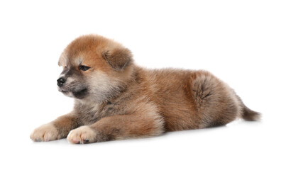 Obraz premium Adorable Akita Inu puppy on white background