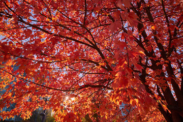 Tree Canopy Autumn Leaves. A maple tree full of colorful autumn leaves.

