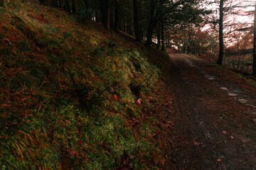 View over basque forest with autumn colors at Aiako Harriak natural park.