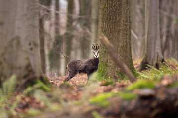 Chamois in the forest. Wildlife nature in Europe. Chamois check surrounding. 
