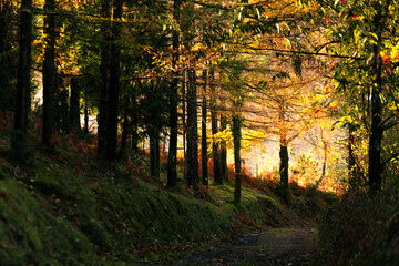 View over basque forest with autumn colors at Aiako Harriak natural park.	

