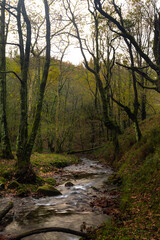 View over basque forest with autumn colors at Aiako Harriak natural park.	
