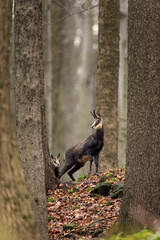 Fototapeta premium Chamois in the forest. Wildlife nature in Europe. Chamois check surrounding. 