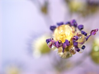 Blurred purple dry flower with water drops ,violet daisy dead flowers plants ,macro image ,soft focus for card design	