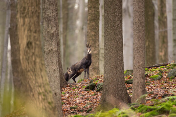Chamois in the forest. Wildlife nature in Europe. Chamois check surrounding. 