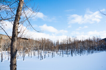 雪に覆われた冬の青い池　美瑛町
