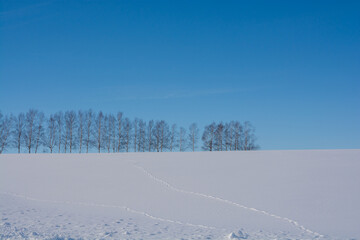 Fototapeta na wymiar 冬のシラカバ並木と青空 