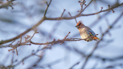 Waxwing in the Highlands in early winter perched in a tree looking at the camera