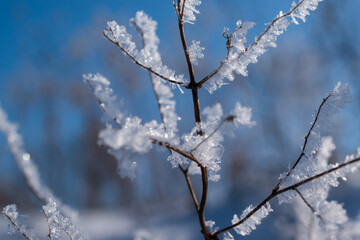 冬の寒い朝の霧氷
