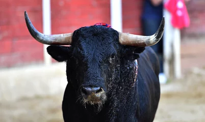 Fotobehang Stierenvechten vechtstier met grote hoorns op de spaanse arena tijdens een stierengevecht  © alberto