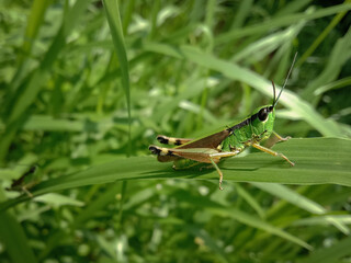 picture of green little grasshopper sitting on a leaf