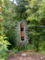picture of white hair caterpillar hanging in air