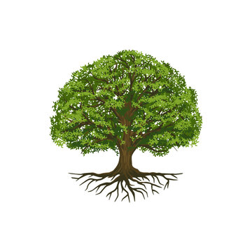 Tree of Life or Tree and roots vector with round shape.
