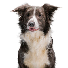 Border Collie dog breed on a white background, isolate