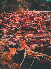 picture of fallen red color leaves. autumn season