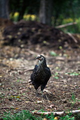 Heritage chickens on a small farm in the country, small scale poultry farming in Ontario, Canada.