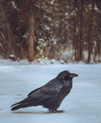 crow on the snow