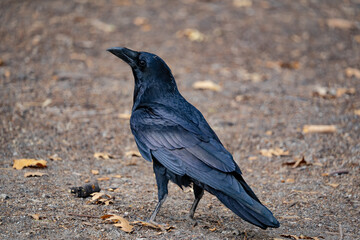beautiful cat playing in the grass