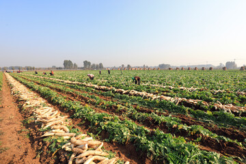 Fototapeta na wymiar farmers harvest white radish on their farms, LUANNAN COUNTY, Hebei Province, China