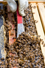 A sampling of honey comb scraped off the Frame