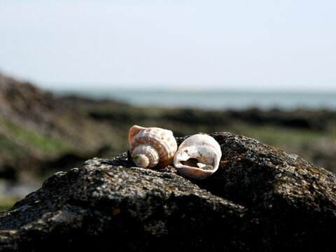 duo de coquillages sur rocher