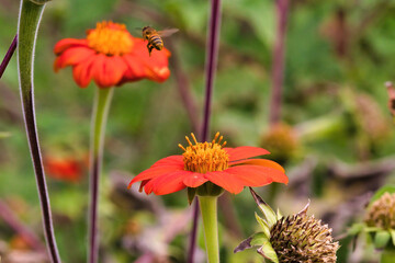 Honey bee in flight while pollinating bright orange flowers.