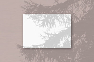 Natural light casts shadows from Spruce branch on A horizontal A4 sheet of white textured paper.