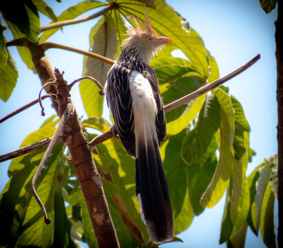brazilian white anu (Guira guira)