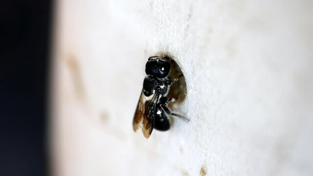Close-up of a Resin Bee making a nest in a hose reel housing.