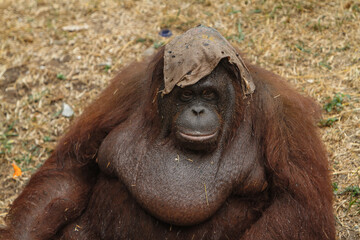 orangutan in zoo