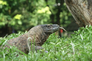komodo in the grass