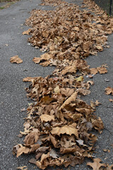 Leaves on pavement