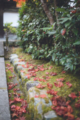 枯れ葉,枯葉,落ち葉,葉,南禅寺,京都,日本庭園