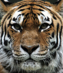portrait of a tiger
