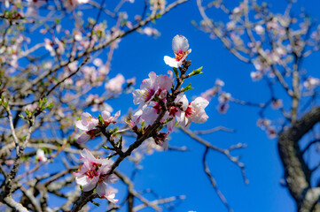 tree blossom