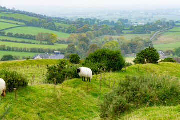 Obraz premium sheep in the field
