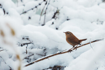 small brown bird wren among the snowy forest