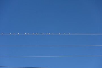 birds on electric cables in outdoor blue sky