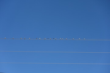birds on electric cables in outdoor blue sky