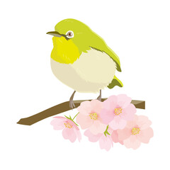 桜の木の枝にとまるメジロ-White-eye perching on a branch of a cherry tree	
