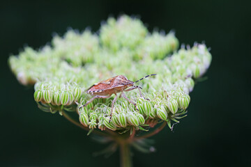 stink bug inhabit plants in North China